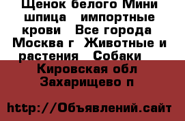 Щенок белого Мини шпица , импортные крови - Все города, Москва г. Животные и растения » Собаки   . Кировская обл.,Захарищево п.